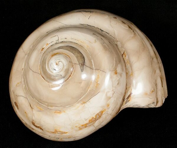 Giant Fossil Snail (Pleurotomaria) - Madagascar #13184